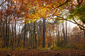 Panoramic view of the forest, with its bright colors, in an autumn afternoon.