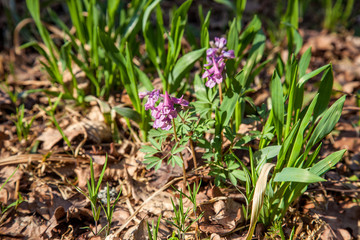 Spring forest with blooming Corydalis cava flowers.