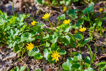 Group of Marsh Marigold (Caltha palustris) blooming in spring forest.