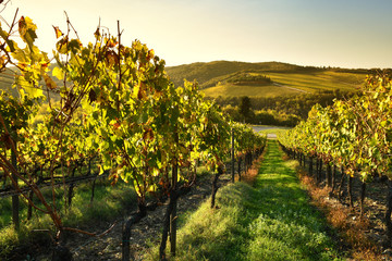 Rows of vineyards in Chianti region near Siena at sunset. Tuscany, Italy.