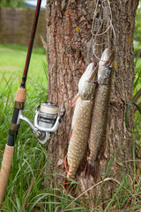 Good catch. Two freshwater pike fish on fish stringer on natural background..