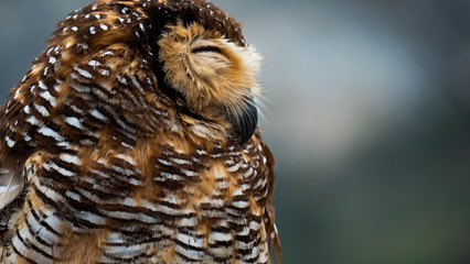 three javanese owls on dry tree branch. owls living on Dieng plateau on island Java, Indonesia