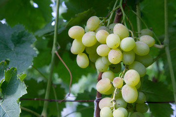 Close up view of ripe juicy berries of grapes on branch with leaves in vineyard..