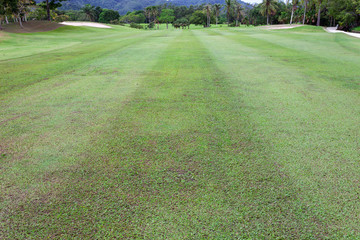 beautiful green grass field of golf course