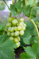 Ripe grapes bunch hangs on branch in vineyard..