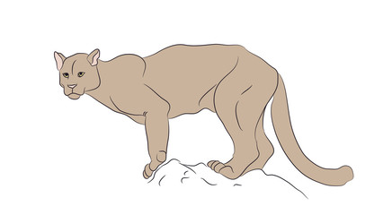 lioness color, vector