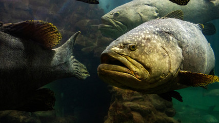 Obraz premium The Giant grouper fish in the andaman sea
