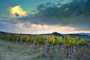 beautiful vineyards at sunset and clody sky in Chianti region near Nipozzano village, (Florence)....