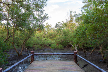 Walking path through in the mangrove forest