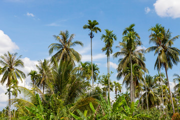 Fototapeta na wymiar coconut tree in the garden and blue sky background in summer season
