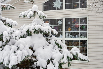 Cedar,pine or spruce tree covered with snow growing near a window of a cottage in Christmas eve