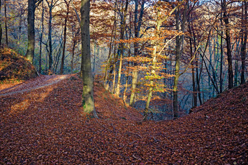 Panoramic view of a forest path on an autumn afternoon.