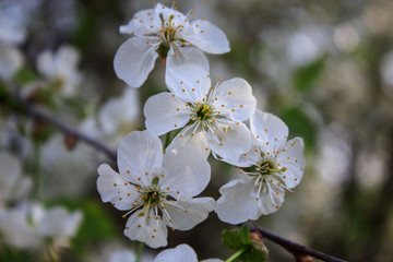 Obraz premium Cherry flowers A branch of a flowering cherry tree. Close-up. Copy space.