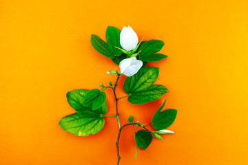 White flower and leafs on orange paper background