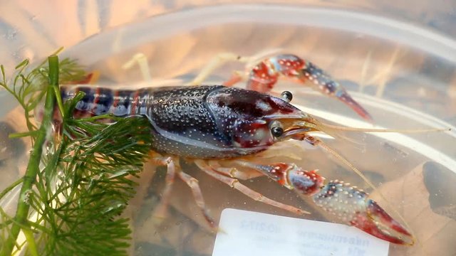 Cray fish or freshwater lobster in plastic bowl.
