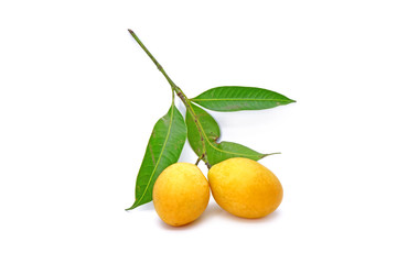 Marian plum with green leaves isolated on white background