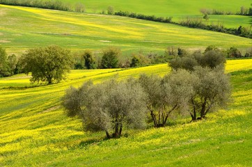 Naklejka premium Beautiful field of yellow rape flowers with Olive Trees in the Tuscan countryside, near Pienza (Siena). Italy