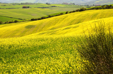 Fototapeta premium Beautiful field of yellow rape flowers in the Tuscan countryside, near Pienza (Siena). Italy