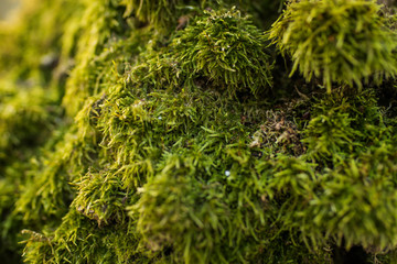 Winter moss