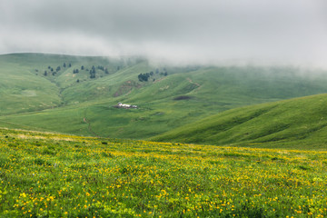 Peaceful alpine scenery with a green rolling hills, yellow flowers on a meadow, farm house, and dark low clouds on a gloomy summer day. Countryside landscape at North Caucasus mountains