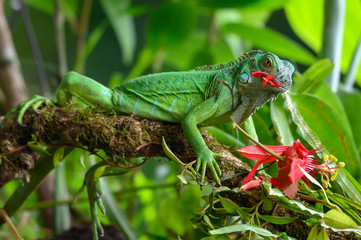 Female Green Iguana (Iguana iguana), side profile