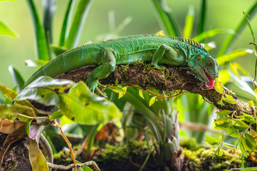 Female Green Iguana (Iguana iguana), side profile