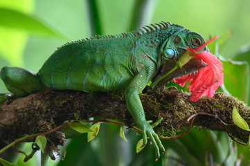 Female Green Iguana (Iguana iguana), side profile