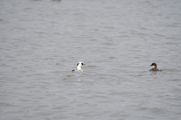 Pair of smews in Kamisu city, Ibaraki prefecture, Japan