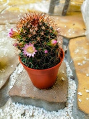 cactus with real flowers and buds