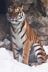 The Amur tiger against a stone wall and a snow-rare animal of the Far East-Russia and China.