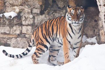 The Amur tiger against a stone wall and a snow-rare animal of the Far East-Russia and China.