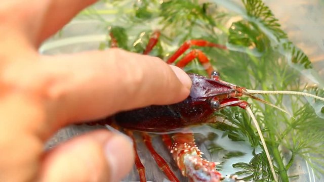 Cray fish or freshwater lobster in plastic bowl.
