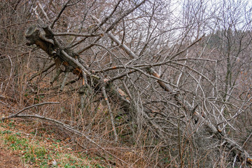 View of a forest in the bare winter clothes