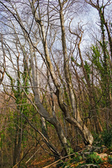 Panoramic view of a forest in its spring appearance.