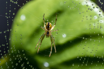 Small spider sits on his cobweb. Selective focus with shallow depth of field.