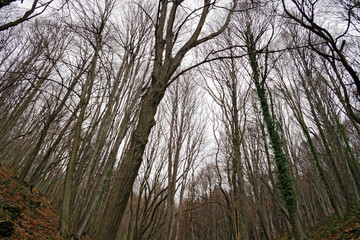View of a forest in the bare winter clothes