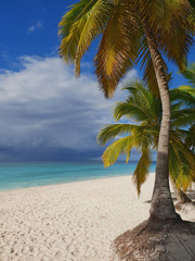 vertical phtoto for post card of big tropical palms on white sand beach and turquoise caribbean sea in background
