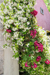 pink roses and jasminum officinale growing on a house wall in greece
