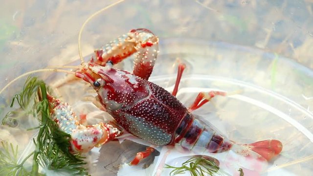 Cray fish or freshwater lobster in plastic bowl.
