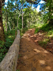 caly soil path way with wooden handrail inside of dominican jungle
