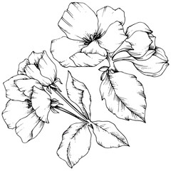 Vector Apple blossom floral botanical flower. Black and white engraved ink art. Isolated flowers illustration element.