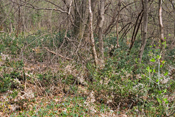 Panoramic view of a forest in its spring appearance.
