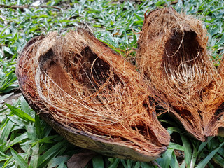 close up cocoa hull and cocoa inside fibers, raw cocoa peat on the ground