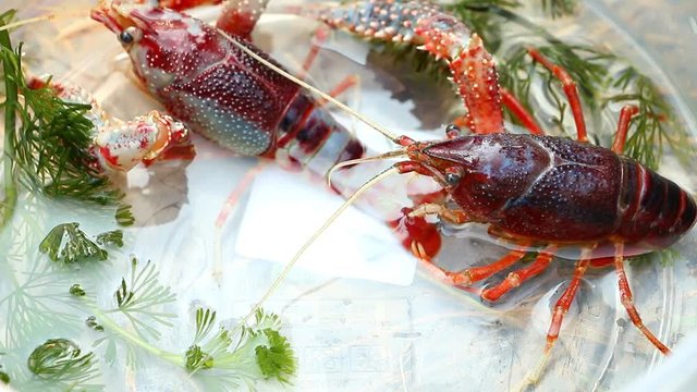 Cray fish or freshwater lobster in plastic bowl.
