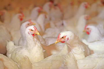 Chicken farm, eggs and poultry production