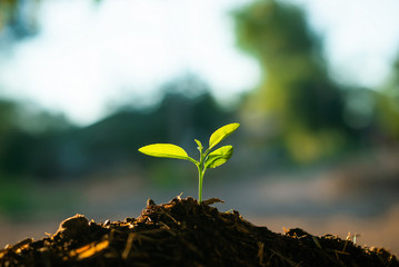Seedling are growing in the soil with water drops and sunlight. Planting trees to reduce global warming.