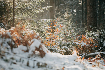 Morgensonne scheint auf den verschneiten Waldboden