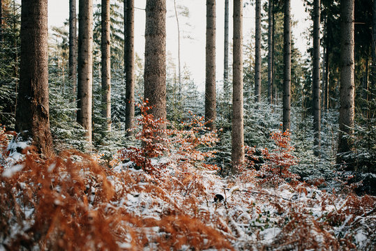 Winterliche Lichtung im Kaufunger Wald