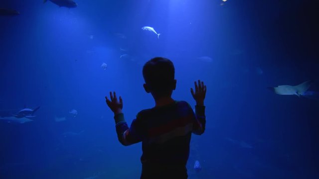 tourist child boy stay near big aquarium tank and explores beauty of sea and its inhabitants in zoo
