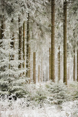 Blick in den verschneiten Fichtenwald auf dem Mei&szlig;ner